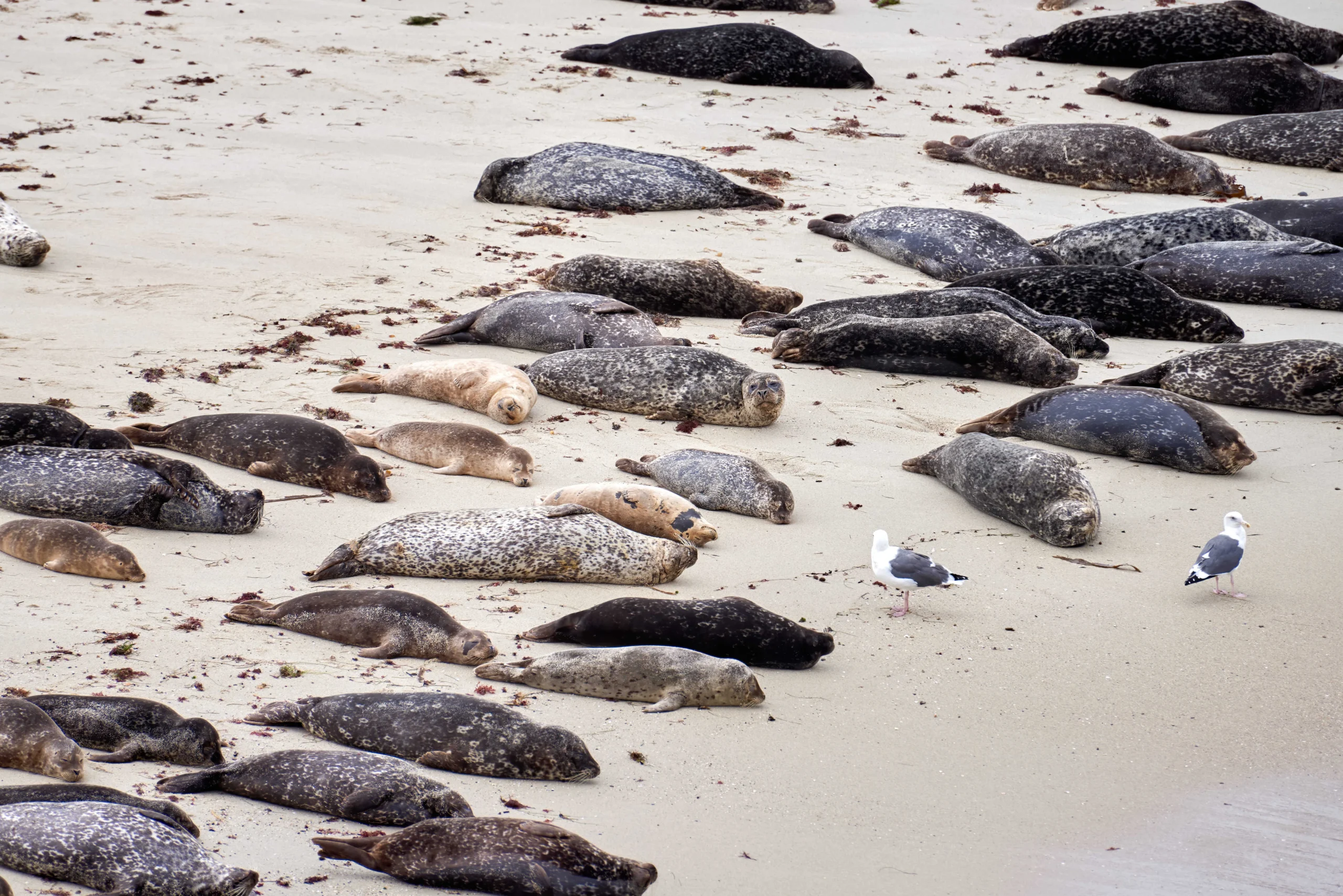 San Francisco to Los Angeles road trip